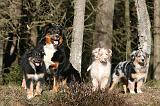 BERGER AUSTRALIEN - ADULT & PUPPY 075